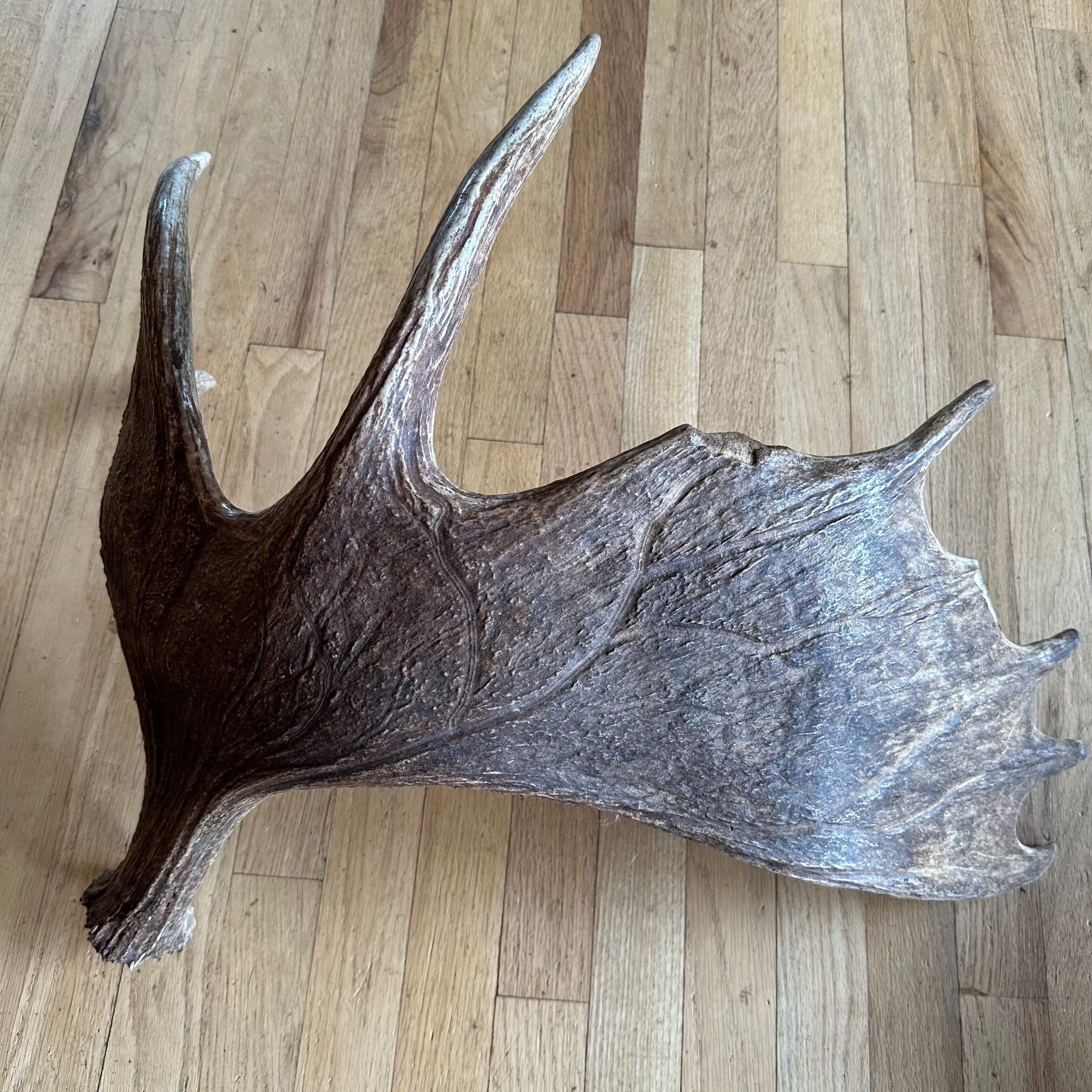 Single Moose