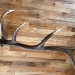 6 point Elk Antler - The Antler Rack