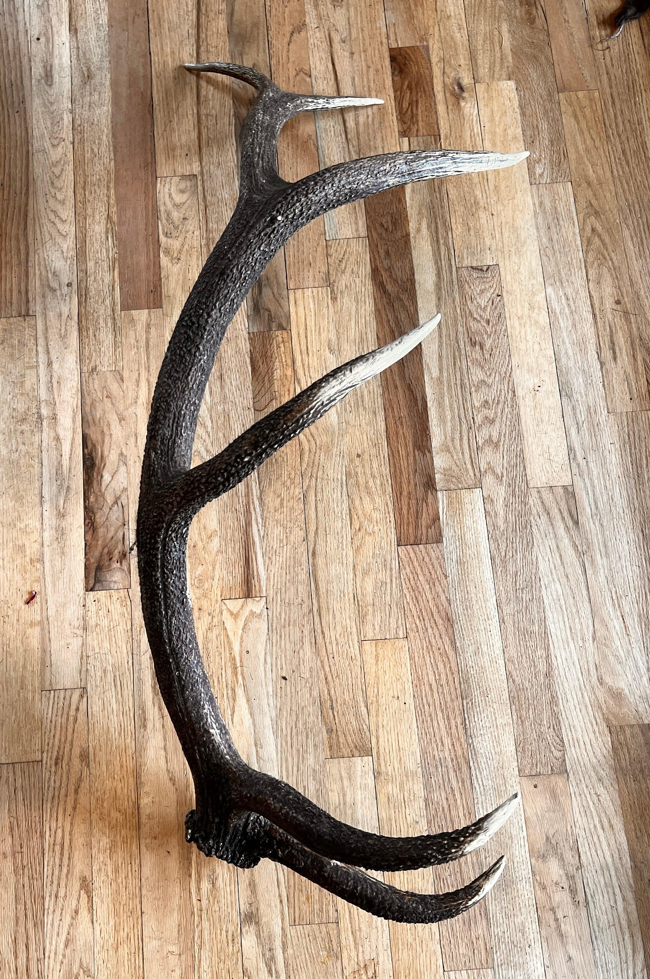 6 Point Single Cedar Elk Antler - The Antler Rack