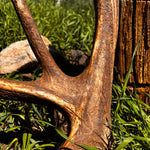 7 point Single Chocolate Herd Bull- The Fighter - The Antler Rack