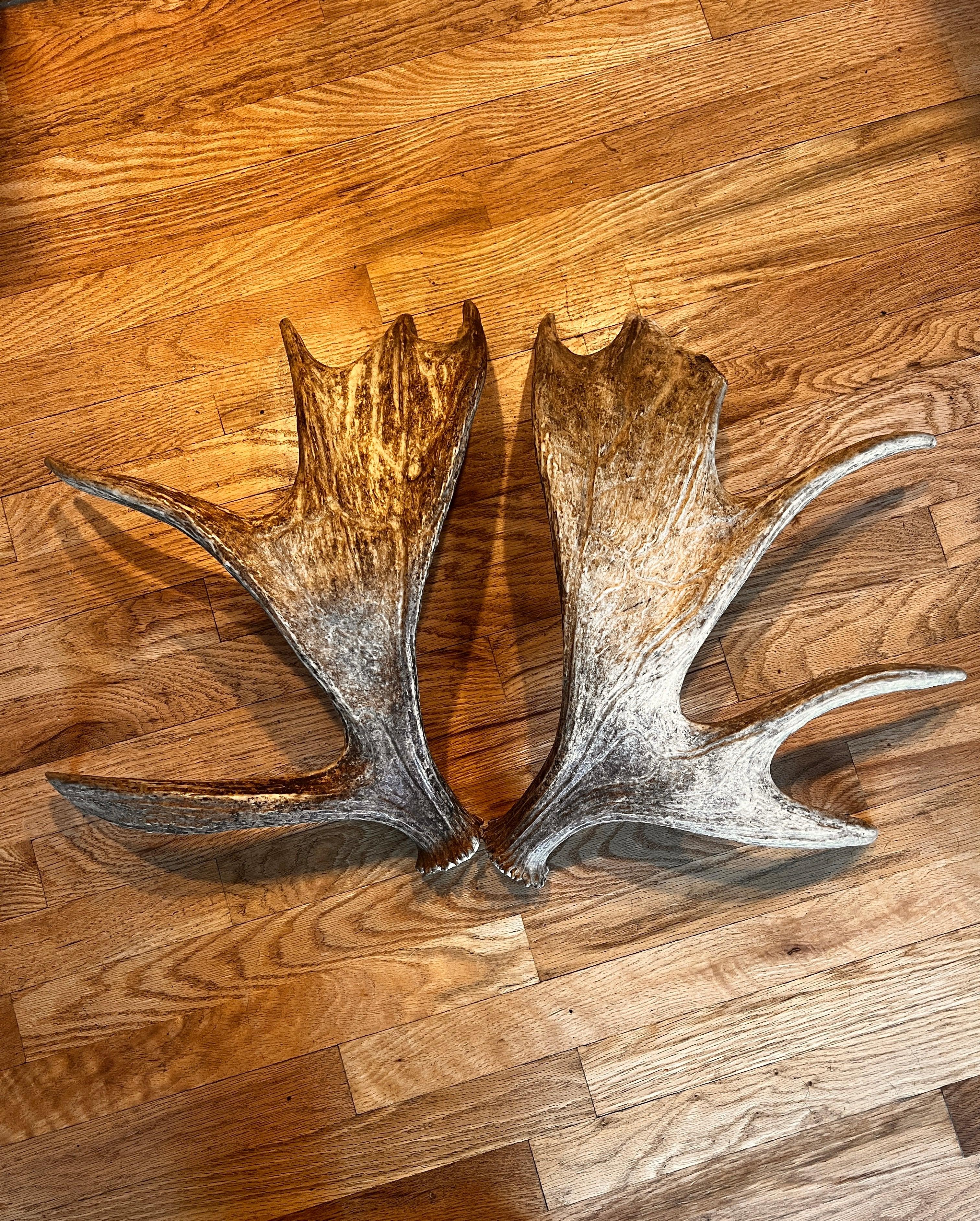 Moose Paddle Set-SOLD - The Antler Rack