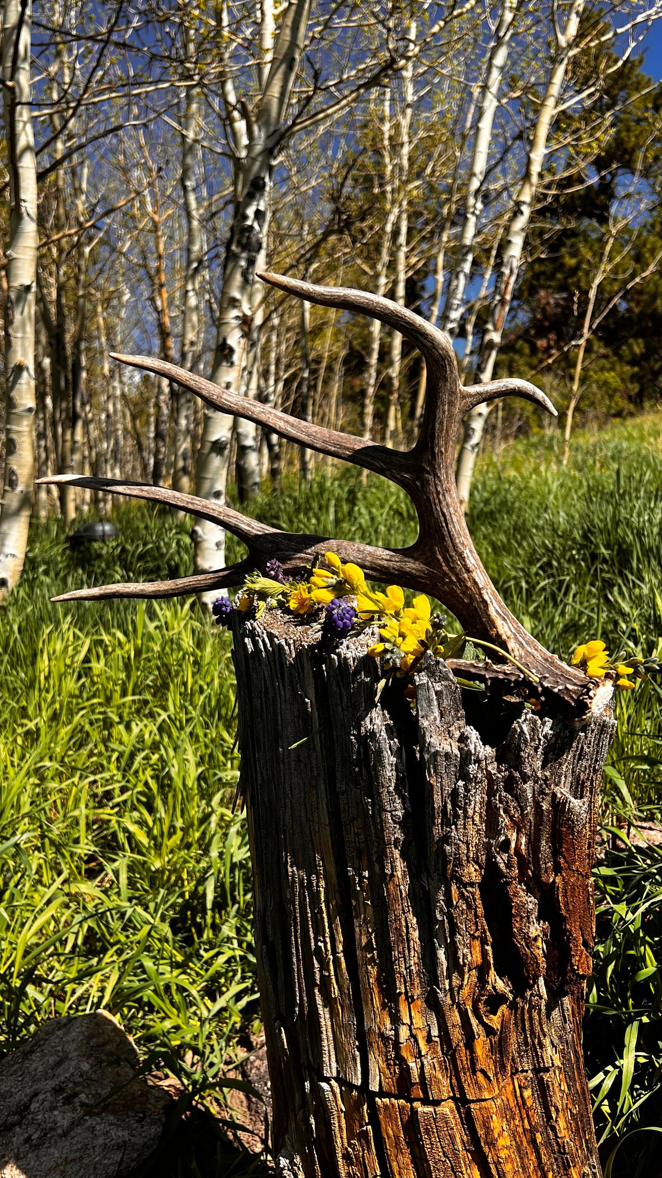 Non-typical Mule Deer shed with a drop tine - The Antler Rack