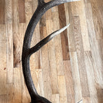 6 Point Single Cedar Elk Antler - The Antler Rack