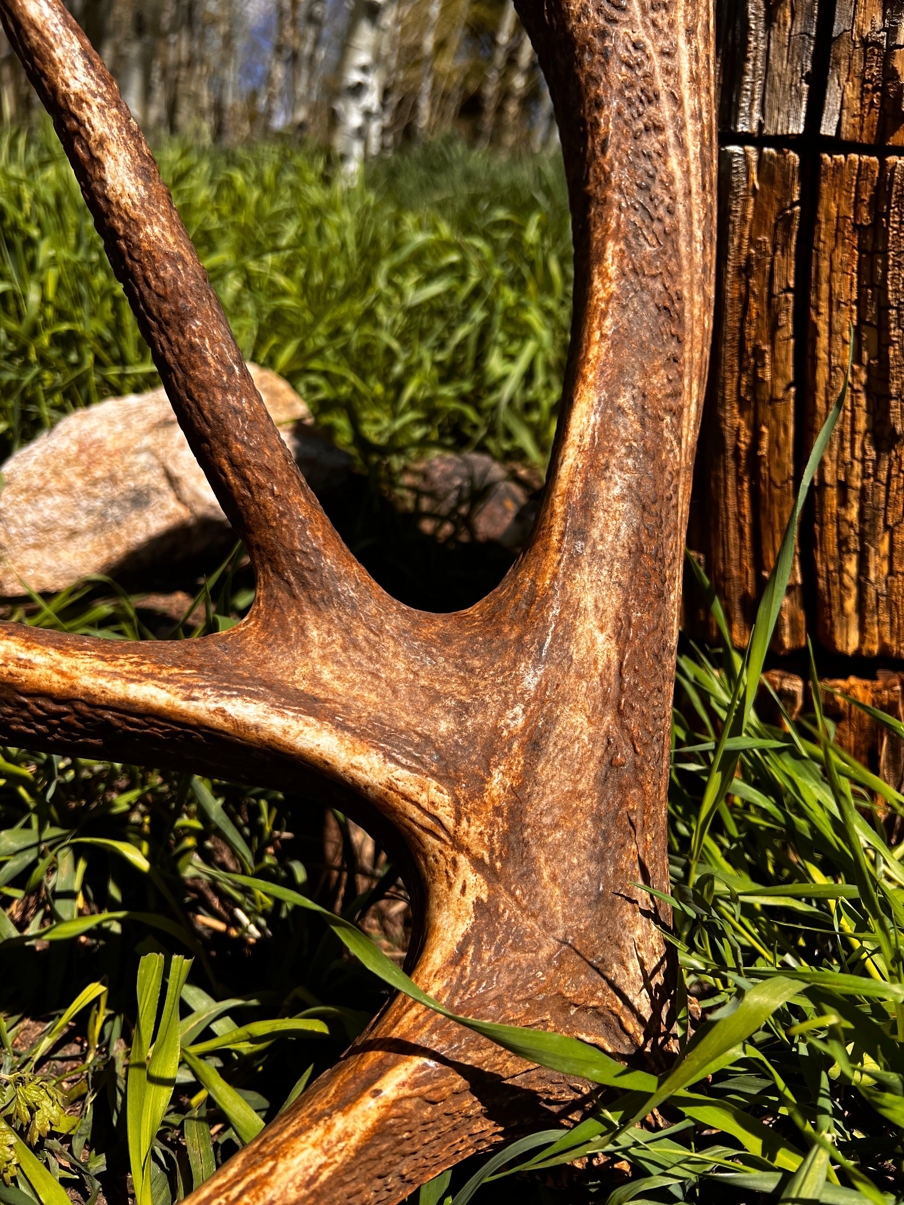 7 point Single Chocolate Herd Bull- The Fighter - The Antler Rack