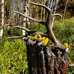 Non-typical Mule Deer shed with a drop tine - The Antler Rack